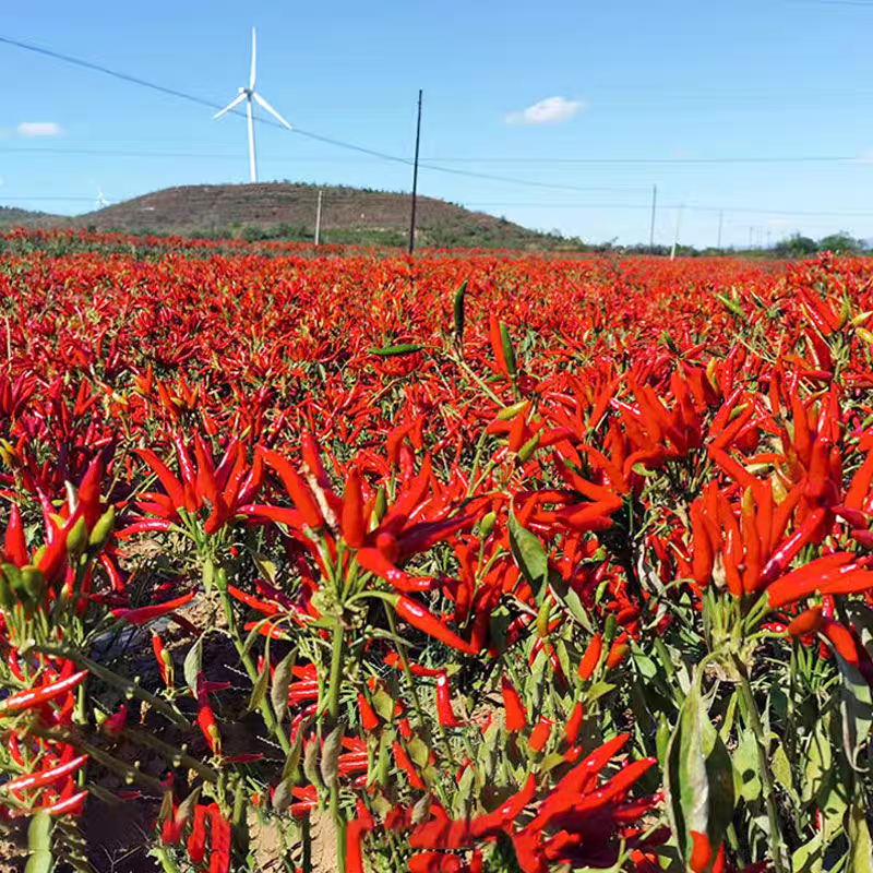 cayenne pepper plant