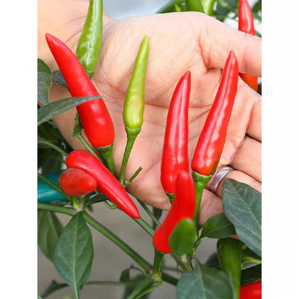 fresh cayenne pepper