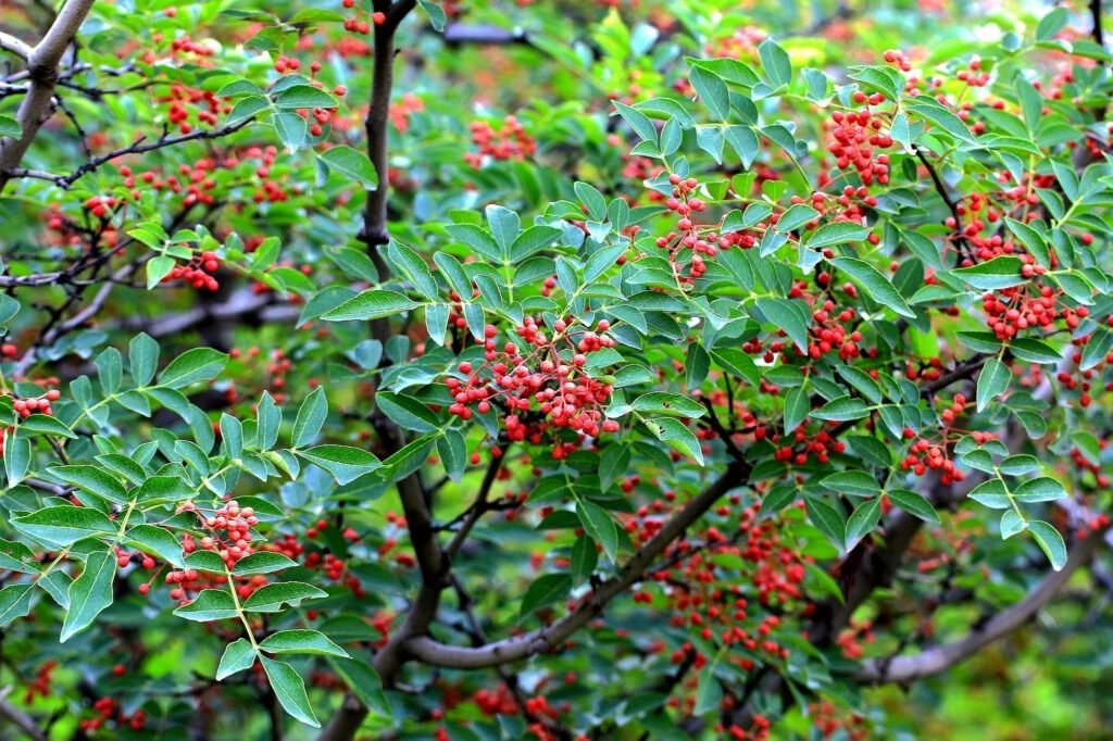 fresh sichuan pepper