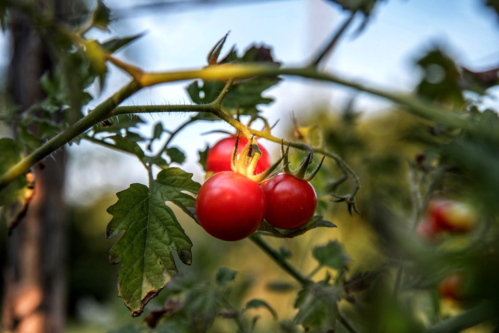 fresh tomato