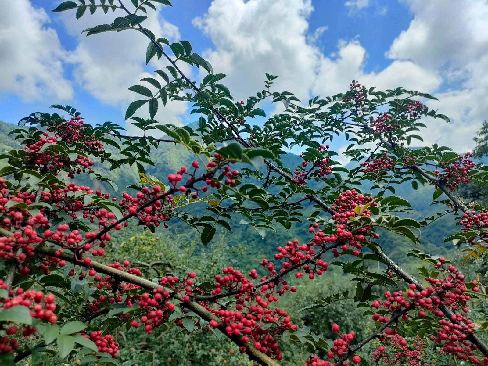 sichuan pepper plant