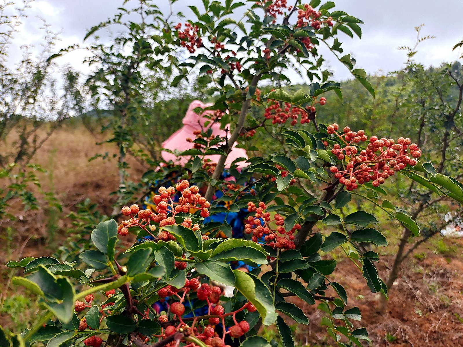 sichuan pepper tree