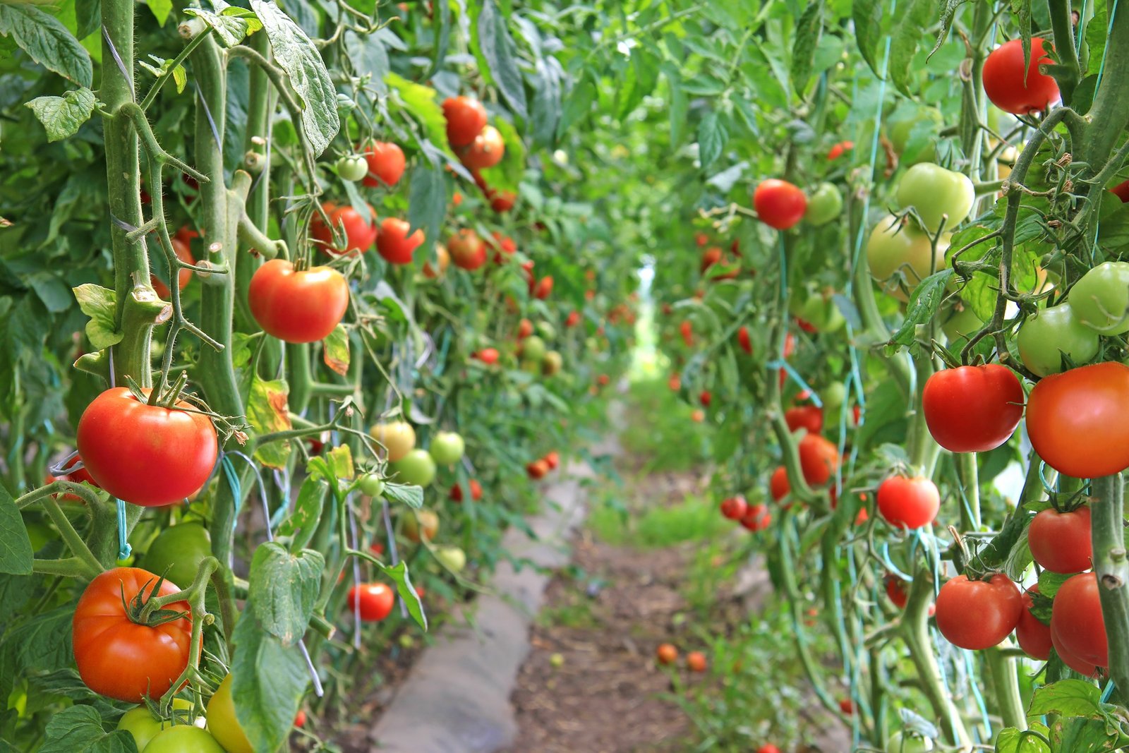 tomato tree