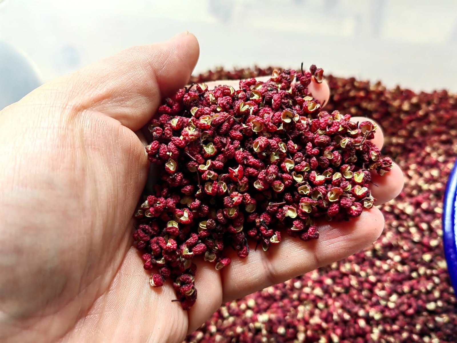 sichuan pepper seeds
